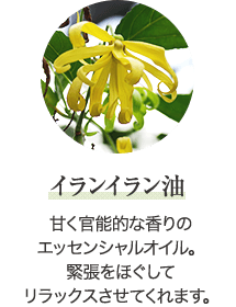 イランイラン油